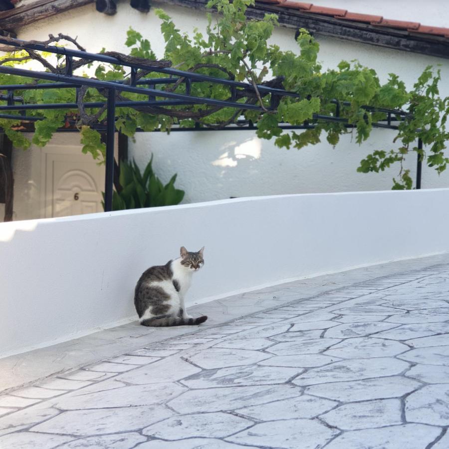 Villa Elpiniki 特劳洛斯 外观 照片